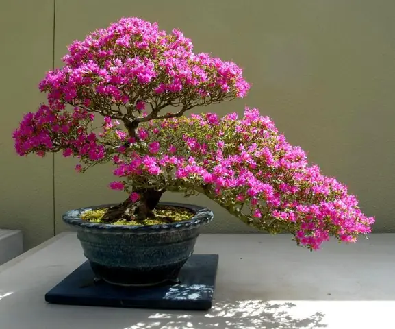 Cây Hoa Giấy (cây Bông Giấy) Được Trồng Làm Cây Gì?