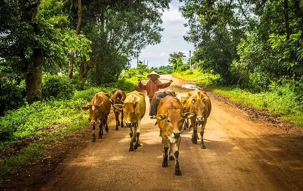Dáng Vẻ Thong Dong Của “chàng Cao Bồi” Và Những Chú Bò. Ảnh: John Nguyen/picfair.