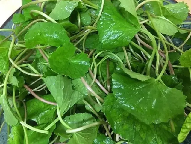 Gội Đầu Dưỡng Sinh Thảo Mộc Gội Đầu Dưỡng Sinh Thảo Mộc