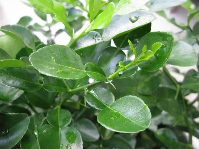 Gội Đầu Dưỡng Sinh Phương Đông Gội Đầu Dưỡng Sinh Phương Đông