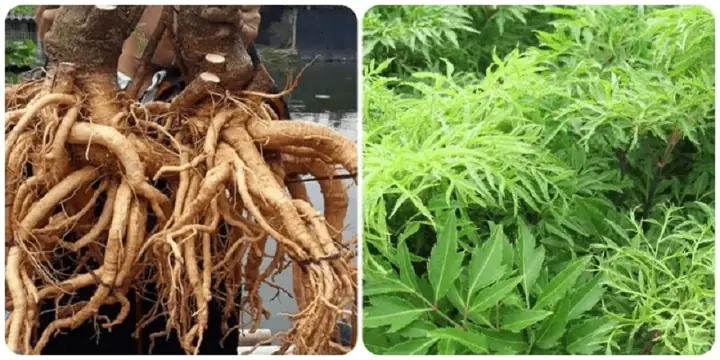 Gội Đầu Dưỡng Sinh Thảo Mộc Gội Đầu Dưỡng Sinh Thảo Mộc