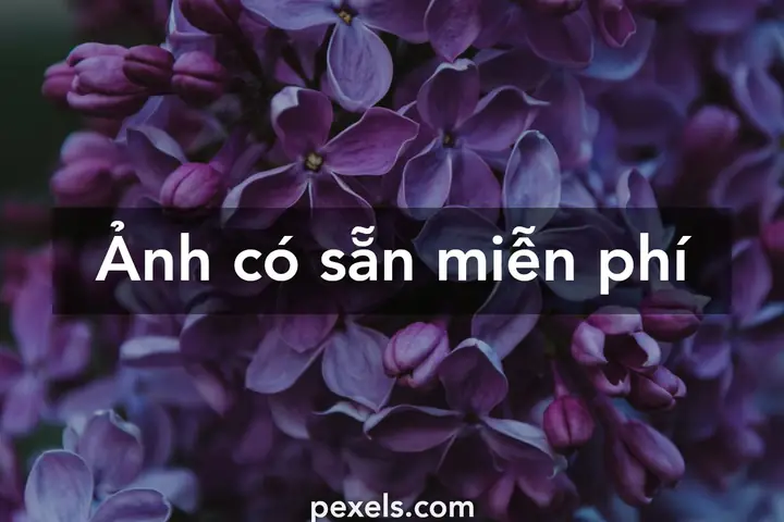000.000+ Ảnh Đẹp Nhất Về Những Bông Hoa Tím · Tải Xuống Miễn ...