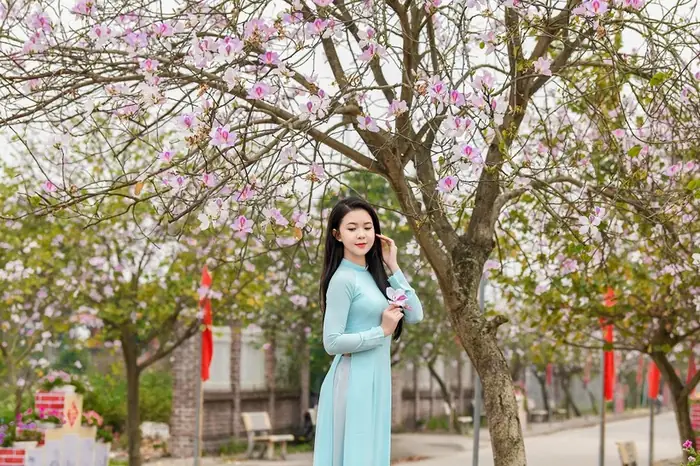 Tất Tần Tật Thông Tin Về Hoa Ban Và Mùa Hoa Ban Nở Tây Bắc