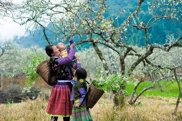 Tháng 3 Hoa Ban Nở, Bỡ Ngỡ Lạc Giữa Rừng Hoa