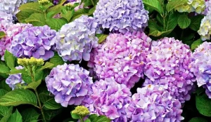 Hoa Cẩm Tú Cầu: Đặc Điểm, Phân Loại Và Ý Nghĩa Của Loại Hoa Này