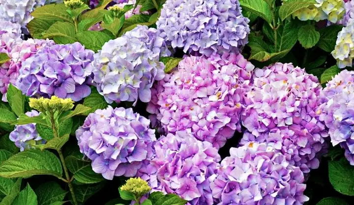 Hoa Cẩm Tú Cầu: Đặc Điểm, Phân Loại Và Ý Nghĩa Của Loại Hoa Này
