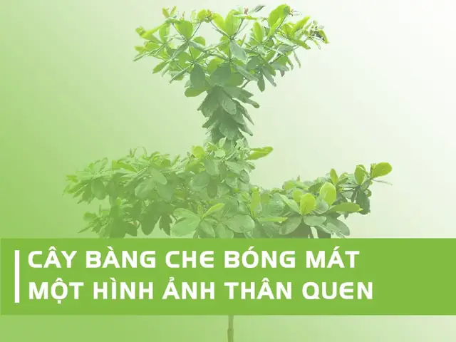 Cây Bàng: Đặc Điểm, Lợi Ích Của Vỏ, Thân, Lá Và Quả