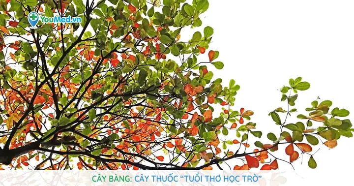 Cây Bàng: Cây Thuốc “tuổi Thơ Học Trò”