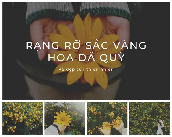 Những Lưu Ý Khi Đi “săn” Hoa Dã Quỳ Ba Vì