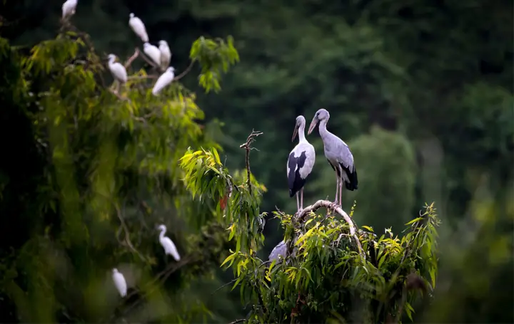 Day 1: Hoa Lu – Tam Coc – Cycling - Thung Nham Bird Park