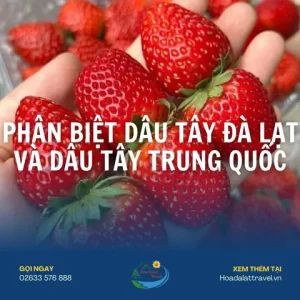 Phân Biệt Dâu Tây Đà Lạt Và Dâu Tây Trung Quốc Chuẩn Nhất 2025