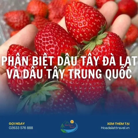 Phân Biệt Dâu Tây Đà Lạt Và Dâu Tây Trung Quốc Chuẩn Nhất 2025