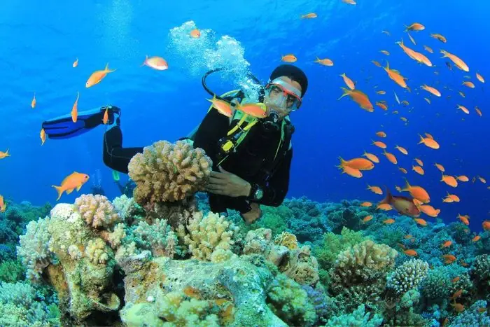 Lặn Biển Ngắm San Hô Tại Con Sẻ Tre Nha Trang Lặn Biển Ngắm San Hô Tại Con Sẻ Tre Nha Trang