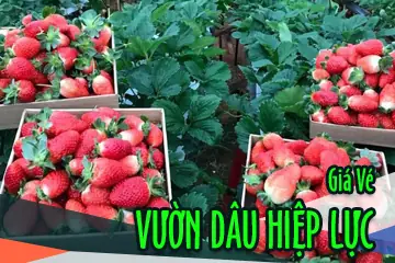 Giá Vé Vườn Dâu Hiệp Lưc Đà Lạt Mới Nhất Giá Vé Vườn Dâu Hiệp Lưc Đà Lạt Mới Nhất