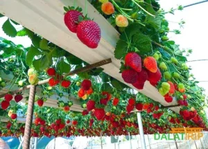 Địa Chỉ Các Vườn Dâu Tây Thủy Canh Ở Đà Lạt