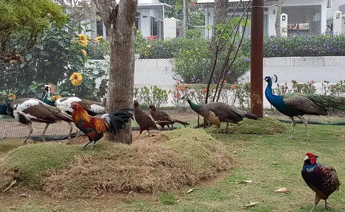 Vườn Chim Nhiệt Đới Đặc Sắc