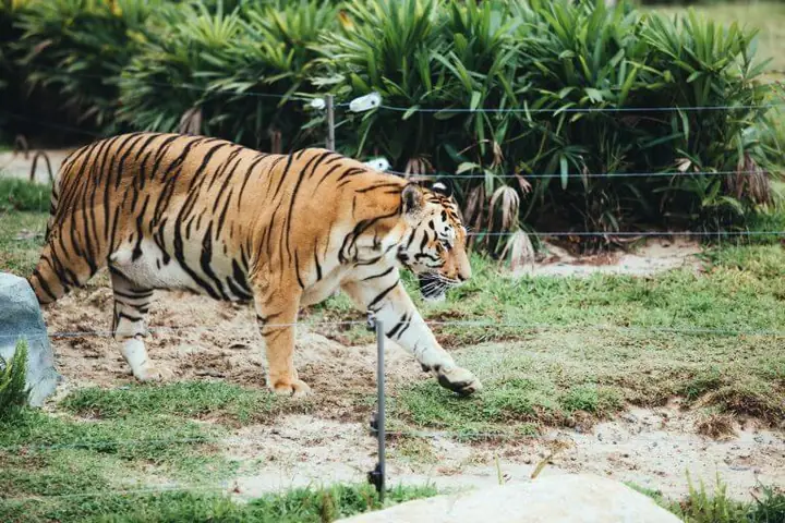 Công Viên Bảo Tồn Động Vật Hoang Dã River Safari Công Viên Bảo Tồn Động Vật Hoang Dã River Safari