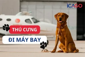 Quy Định Đưa Thú Cưng Đi Máy Bay Từ Mỹ Về Việt Nam 2024