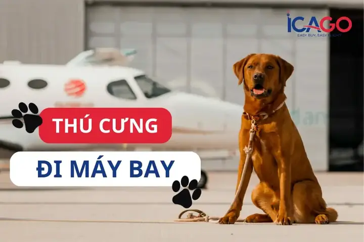 Quy Định Đưa Thú Cưng Đi Máy Bay Từ Mỹ Về Việt Nam 2024