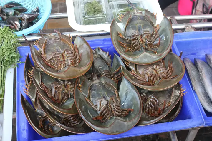 15 Món Ăn Đặc Sản Hạ Long Ngon Nức Tiếng, Hút Hồn Du Khách