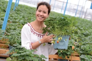 Mùa Dâu Tây Ở Đà Lạt Là Tháng Mấy
