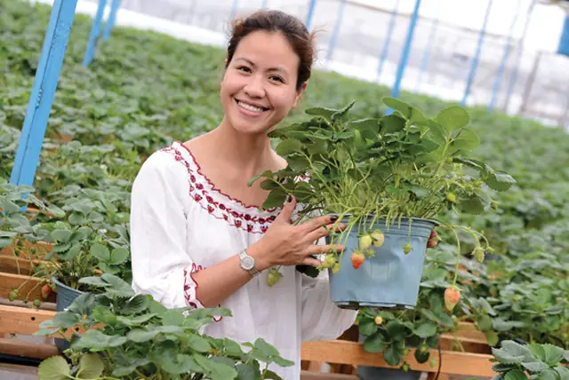 Mùa Dâu Tây Ở Đà Lạt Là Tháng Mấy Mùa Dâu Tây Ở Đà Lạt Là Tháng Mấy