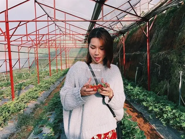 Mùa Dâu Tây Ở Đà Lạt Là Tháng Mấy Mùa Dâu Tây Ở Đà Lạt Là Tháng Mấy