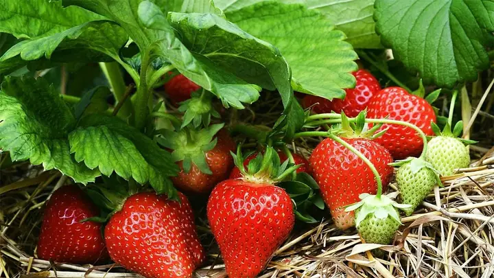 Mùa Dâu Tây Ở Đà Lạt Là Tháng Mấy Mùa Dâu Tây Ở Đà Lạt Là Tháng Mấy