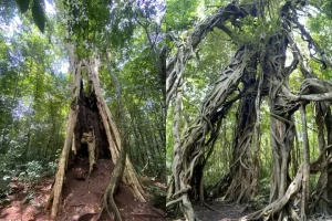 Exploring Cat Tien National Park: Tips For Adventurers