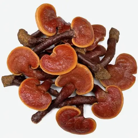 Nấm Lim Xanh Có Tác Dụng Gì? Nấm Lim Xanh Có Tác Dụng Gì?