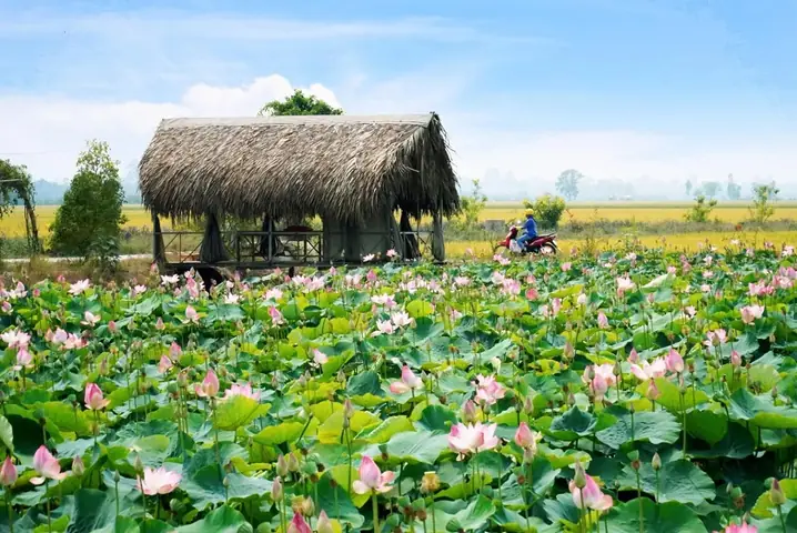 Check-in Cánh Đồng Sen Tháp Mười Check-in Cánh Đồng Sen Tháp Mười