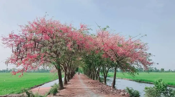 Mùa Anh Đào Miền Tây