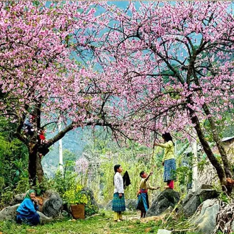 Mùa Hoa Đào Rừng