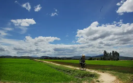 Cánh Đồng Quê