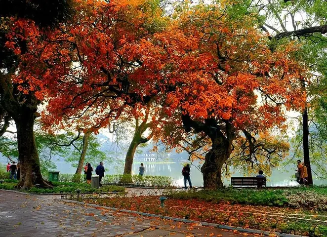 Cảnh Đẹp Hà Nội Mùa Lộc Vừng