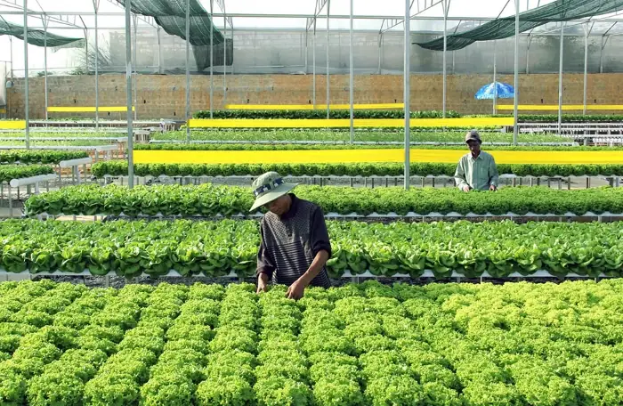 Truyền Thống Cần Cù Lao Động
