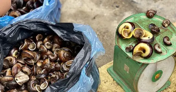 Loại Ốc Núi To Bằng Cái Chén, Được Coi Là Vị Thuốc Quý Nhưng Không ... Loại Ốc Núi To Bằng Cái Chén, Được Coi Là Vị Thuốc Quý Nhưng Không ...