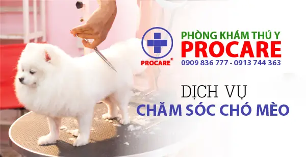 Phòng Khám Thú Y Tốt Nhất Tp Hcm