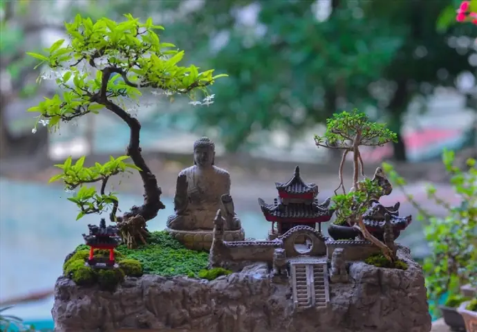 Cây Bonsai Cây Bonsai