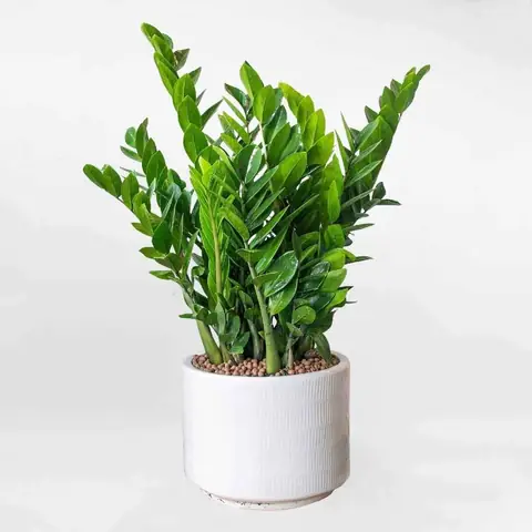 Cây Cảnh Phong Thuỷ Để Bàn Cây Cảnh Phong Thuỷ Để Bàn