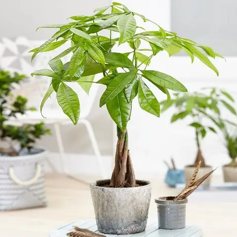 Cây Cảnh Phong Thủy Cây Cảnh Phong Thủy