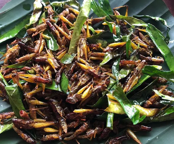 Quán Kiến Quán Kiến