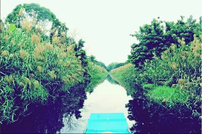 Đi Thuyền Thăm Quan Rừng Đước Đi Thuyền Thăm Quan Rừng Đước