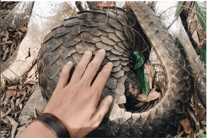 Câu Cá Lấy Mật Trong Rừng Câu Cá Lấy Mật Trong Rừng