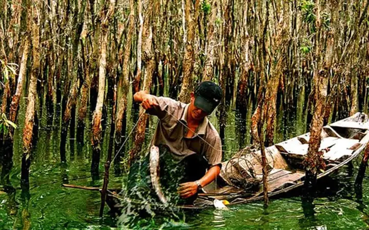 Câu Cá Lấy Mật Trong Rừng Câu Cá Lấy Mật Trong Rừng