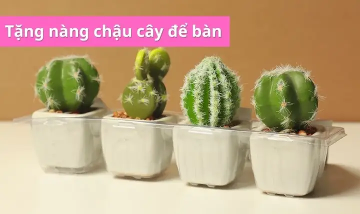 Tặng Nàng Chậu Cây Để Bàn Xinh Xắn Dịp 20/10 Tặng Nàng Chậu Cây Để Bàn Xinh Xắn Dịp 20/10