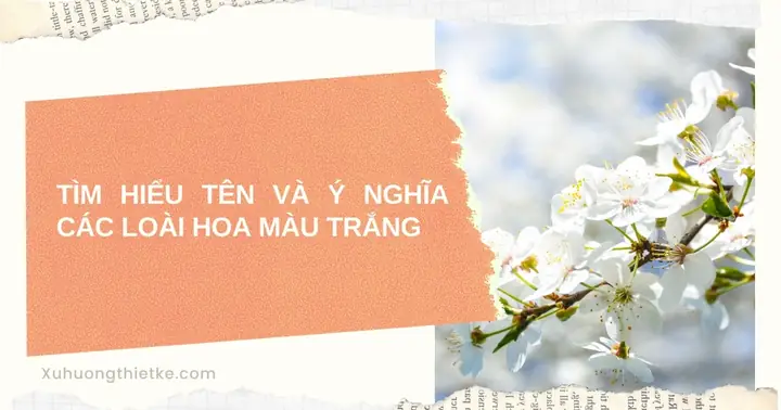 Tên Và Ý Nghĩa Các Loài Hoa Màu Trắng - Số 10 Rất Đặc Biệt Tên Và Ý Nghĩa Các Loài Hoa Màu Trắng - Số 10 Rất Đặc Biệt