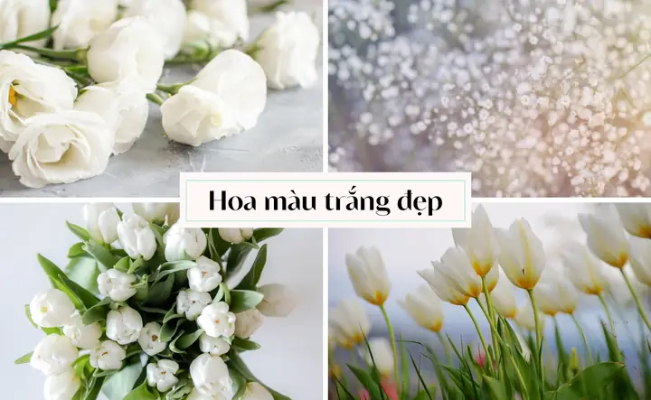 Top 99+ Loài Hoa Màu Trắng Tặng 8/3, 20/10 Cho Mẹ, Vợ, Ny Ấn ... Top 99+ Loài Hoa Màu Trắng Tặng 8/3, 20/10 Cho Mẹ, Vợ, Ny Ấn ...