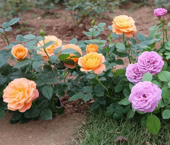 Hoa Hồng Tezza Hoa Hồng Tezza