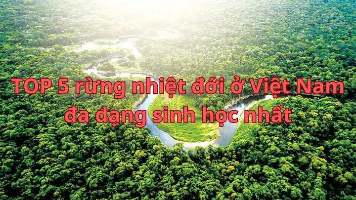 Tổng Hợp Những Khu Rừng Nhiệt Đới Ở Việt Nam Đa Dạng Sinh Học